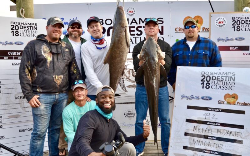Weighing in Cobia at the Flathead tournament at Boshamps on Destin Harbor