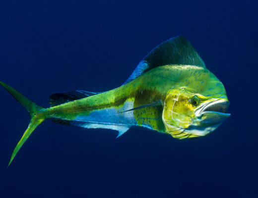 Fishing for Mahi Mahi in Destin FL