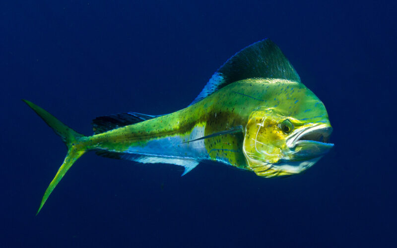 Fishing for Mahi Mahi in Destin FL